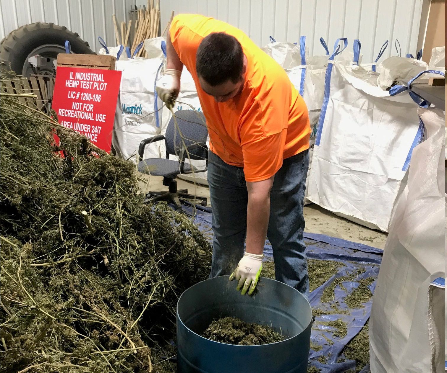 ‘Lucky’ farmer finishes first hemp crop, shares lessons